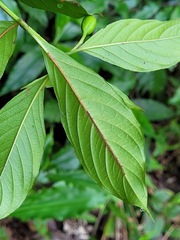 Mussaenda formosanum