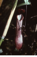 Nepenthes tentaculata