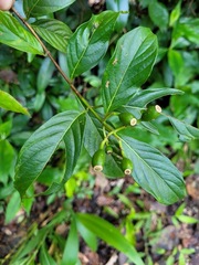 Mussaenda formosanum