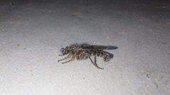 Hypenetes