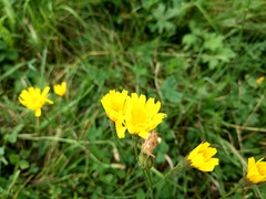 Cichorieae