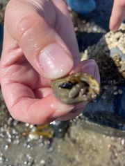 Pagurus granosimanus