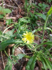 Helminthotheca echioides