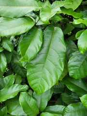 Sterculia monosperma