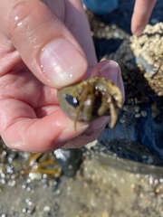 Pagurus granosimanus