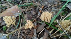Ramaria