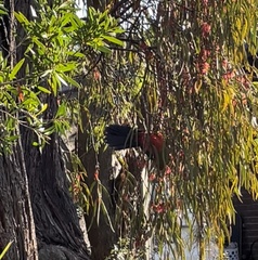 Alisterus scapularis