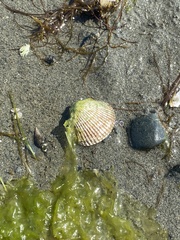 Clinocardium nuttallii