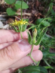 Helminthotheca echioides