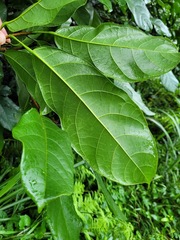 Sterculia monosperma
