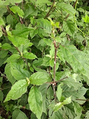 Achyranthes japonica