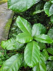 Sterculia monosperma