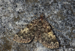 Idia calvaria