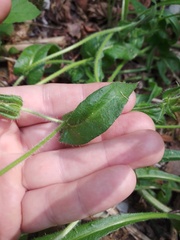 Helminthotheca echioides