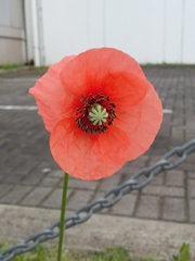Papaver