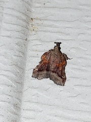 Clydonopteron sacculana
