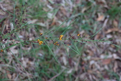 Daviesia leptophylla