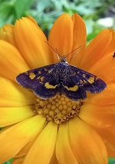 Pyrausta aurata