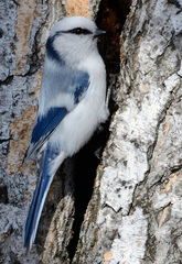 Cyanistes cyanus
