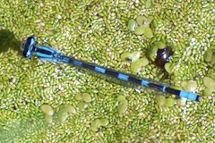 Enallagma carunculatum