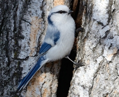 Cyanistes cyanus