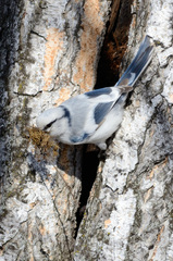 Cyanistes cyanus