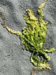 Ulva intestinalis