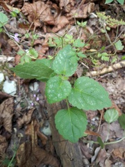 Lamium galeobdolon