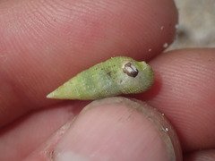 Cerithium nesioticum