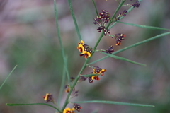 Daviesia leptophylla