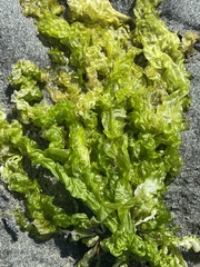 Ulva intestinalis