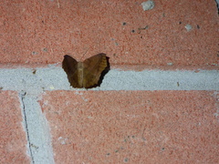 Prochoerodes lineola