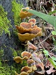 Polyporaceae