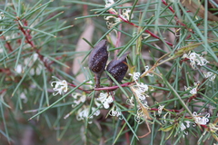 Hakea decurrens physocarpa