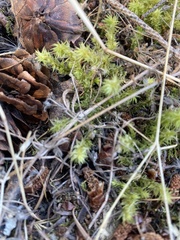 Rhytidiadelphus squarrosus