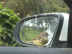 Sericornis frontalis