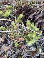 Rhytidiadelphus squarrosus