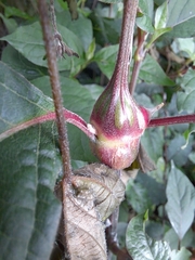 Achyranthes japonica