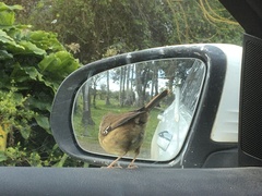 Sericornis frontalis