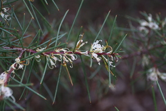 Hakea decurrens physocarpa
