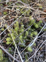 Rhytidiadelphus squarrosus