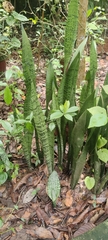 Sansevieria trifasciata