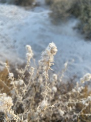 Krascheninnikovia lanata