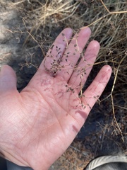 Lactuca serriola