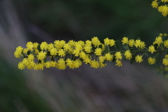 Acacia acinacea