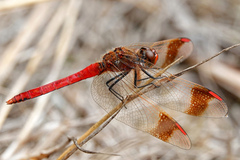 Sympetrum pedemontanum