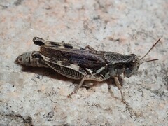 Melanoplinae
