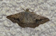 Frederickia s-signata