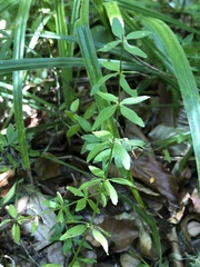 Cruciata glabra