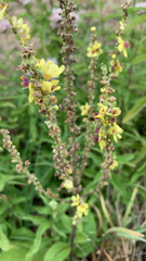 Verbascum nigrum